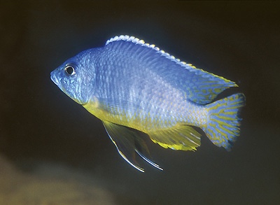 Otopharynx heterodon 'Chirwa Island'